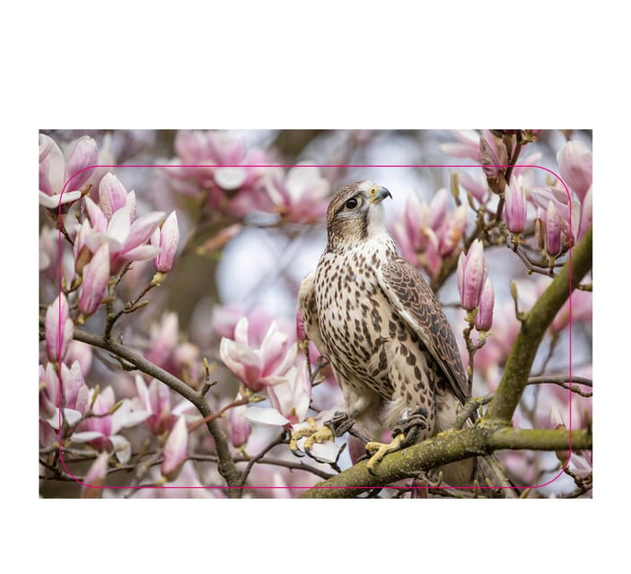 VIP falconry taster session - Taking photographs with a bird on your arm