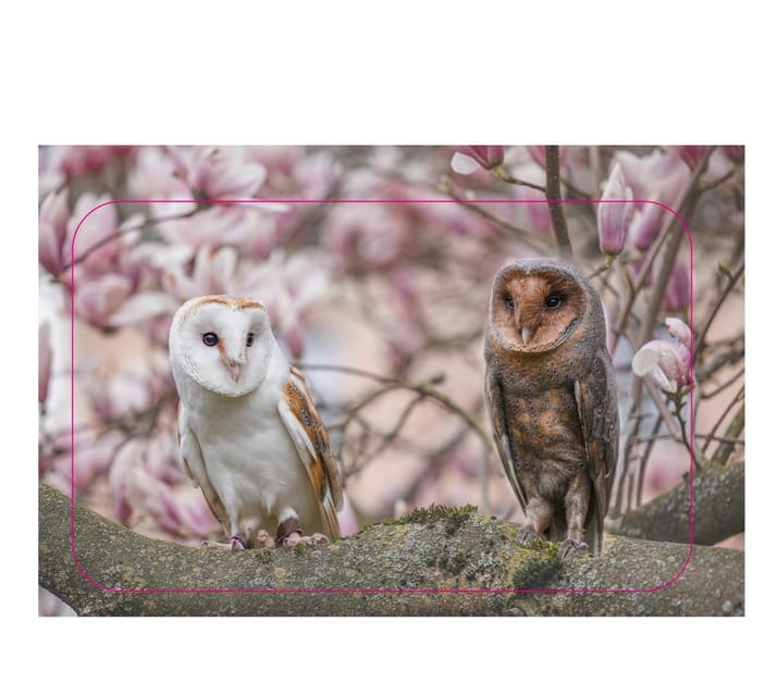 VIP falconry taster session - Why the private group format matters