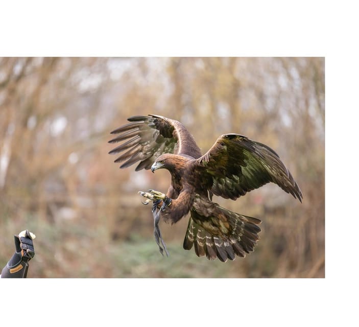 VIP falconry taster session - Is $116 per person good value?