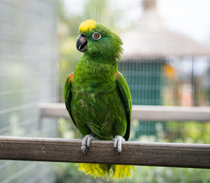 Visit to Madeira Bird Island - More than 50 exotic birds along the upper route