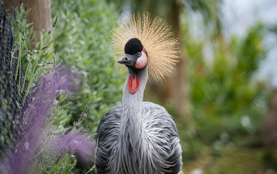 Visit to Madeira Bird Island - What the $8 ticket really offers