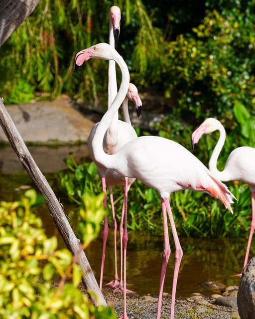 Visit to Madeira Bird Island - Who will enjoy Madeira Bird Island most