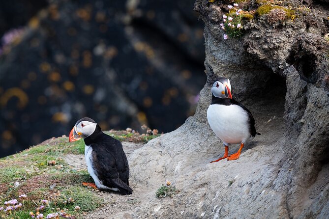 Volcanic Vistas & Puffin Paradise ATV Tour - Starting at Strandvegur 65