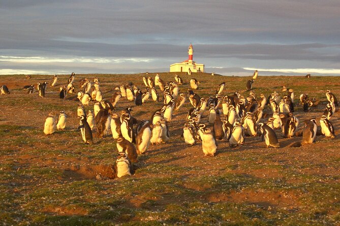 Walk alongside Penguins on Magdalene Island and navigate Marta Island - The 6:30 am start and the ride to the pier