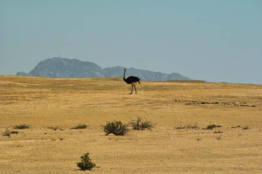 Walvis Bay Shore Excursion: Flamingos, Dune 7, Swakopmund - Why this Walvis Bay shore excursion works
