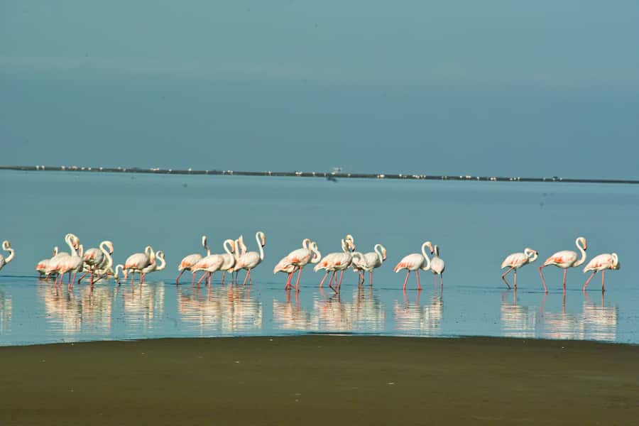 Walvis Bay Shore Excursion: Flamingos, Dune 7, Swakopmund - Lunch at Goanikontes Oasis