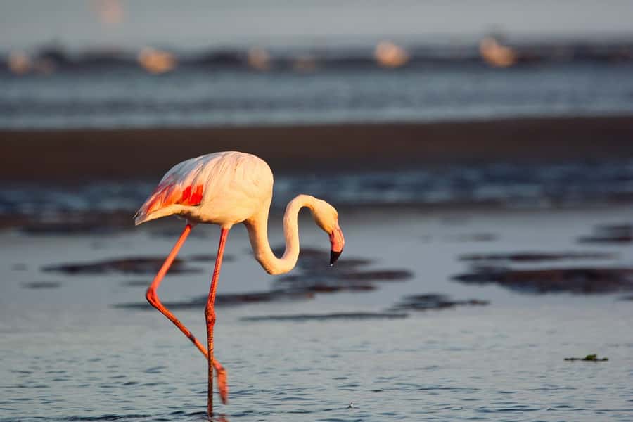 Walvis Bay Shore Excursion: Flamingos, Dune 7, Swakopmund - Who should book this outing?