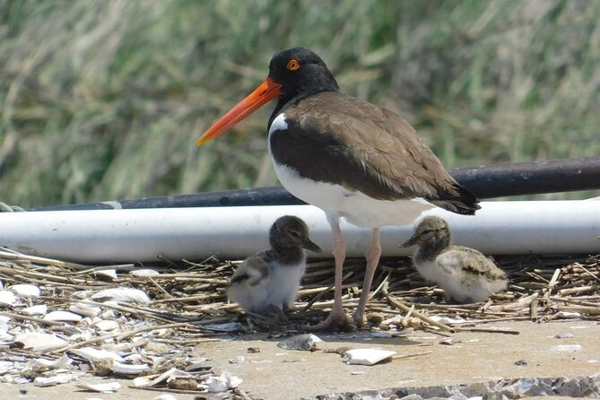 Wetlands Safari Eco-Cruise in Cape May (Osprey Birding By Boat) - Key points to know before booking