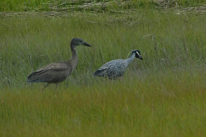 Wetlands Safari Eco-Cruise in Cape May (Osprey Birding By Boat) - Into Cape May’s salt marsh at 10 a.m.
