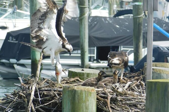 Wetlands Safari Eco-Cruise in Cape May (Osprey Birding By Boat) - Is $38 a good value?
