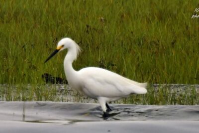 Wetlands Safari Eco-Cruise in Cape May (Osprey Birding By Boat)