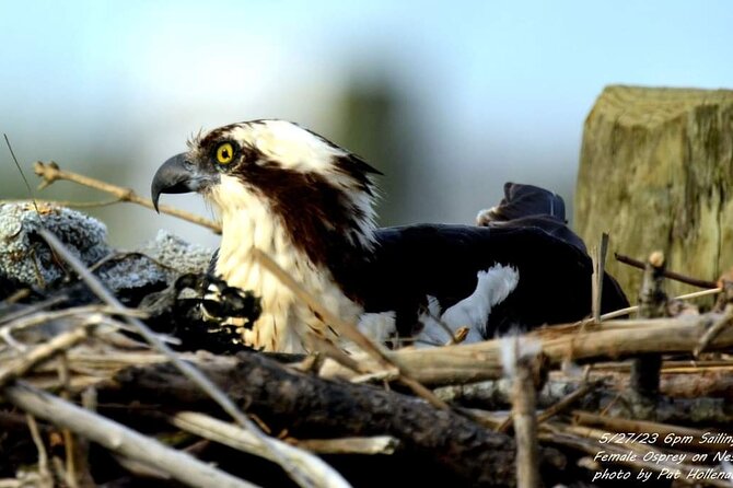 Wetlands Safari Eco-Cruise in Cape May (Osprey Birding By Boat) - Who will enjoy this most?