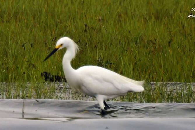 Wetlands Safari Eco-Cruise in Cape May (Osprey Birding By Boat) - A boat built for close views