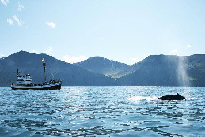 Whale and Puffin Watching around Skjálfandi Bay from Husavik - Key things to know before sailing