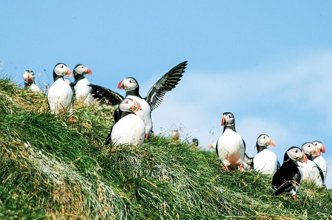 Whale and Puffin Watching around Skjálfandi Bay from Husavik - What the 3.5-hour itinerary feels like