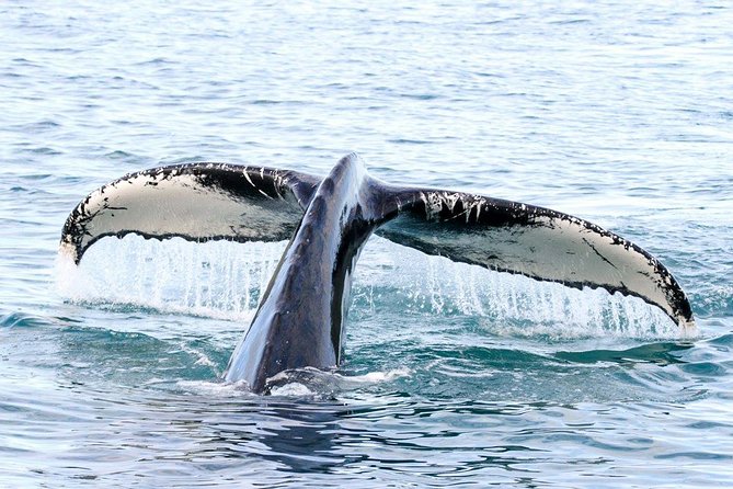 Whale and Puffin Watching around Skjálfandi Bay from Husavik - Is the $139 price fair?