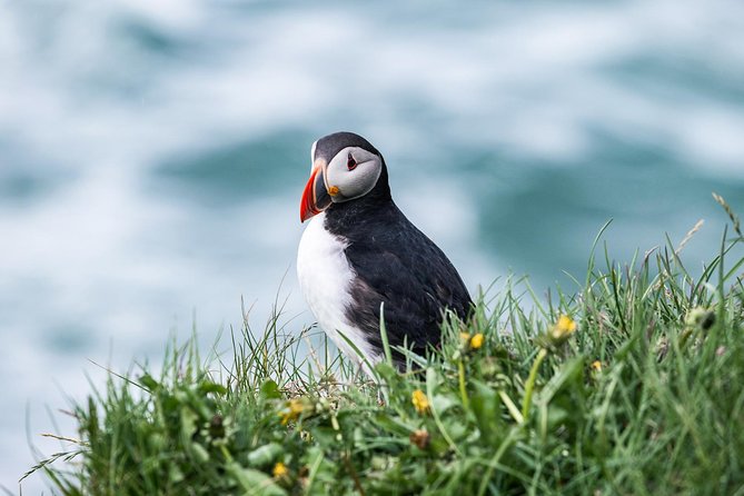 Whale and Puffin Watching around Skjálfandi Bay from Husavik - Who will enjoy this cruise most