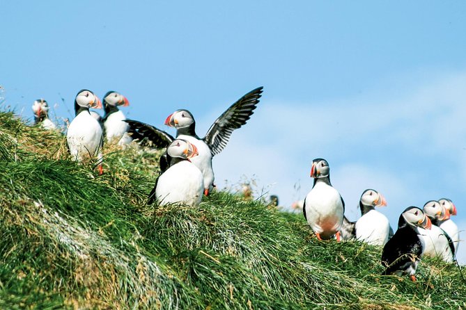 Whale and Puffin Watching around Skjálfandi Bay from Husavik - Useful planning details before you book