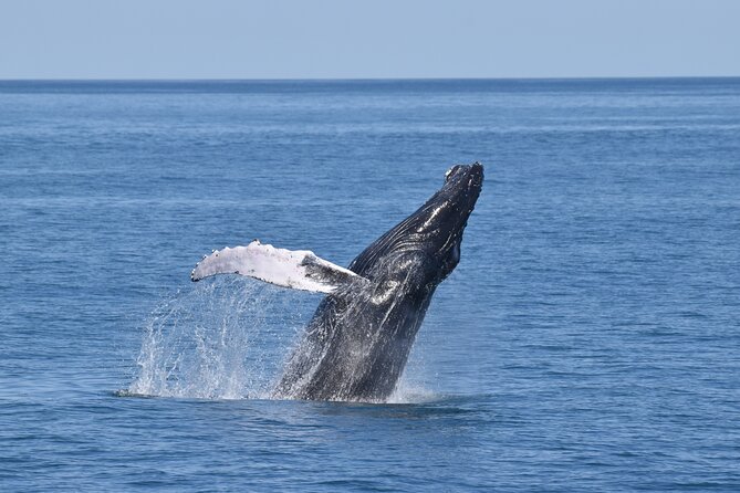 Whale Dolphin and Bird Watching Ecotour Cruise - Key points to know before you book