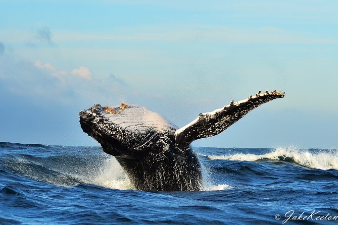 Whale, Dolphin & Penguin Island Cruise - The highlights that matter most