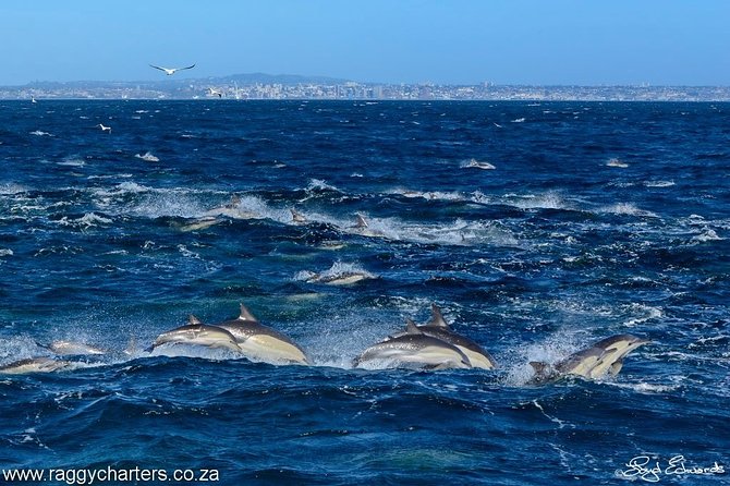 Whale, Dolphin & Penguin Island Cruise - Seals, seabirds, and unexpected sightings