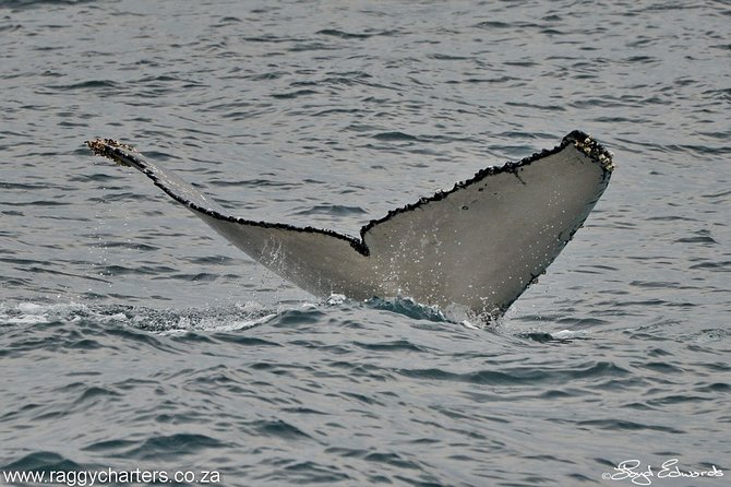 Whale, Dolphin & Penguin Island Cruise - Why the crew makes a difference