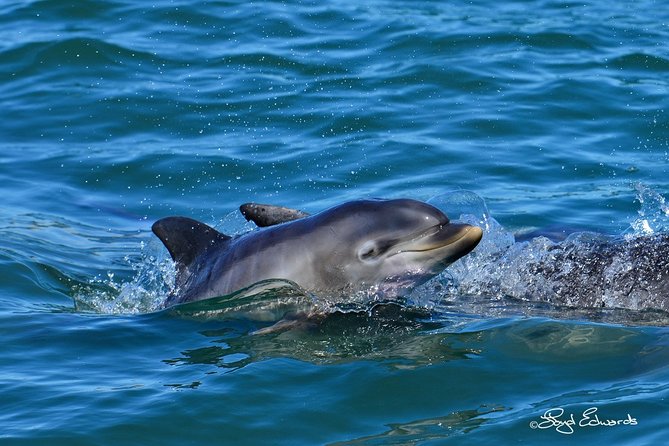 Whale, Dolphin & Penguin Island Cruise - Is the $185 price fair?