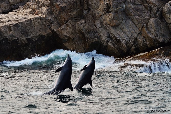 Whale, Dolphin & Penguin Island Cruise - Dolphins that may race beside the bow