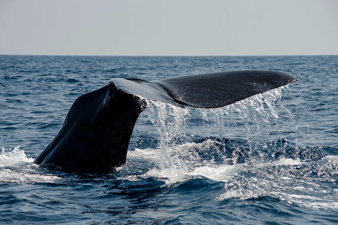 Whale safari with Puffins and Muffins (Andøy, Vesterålen) - Bleik Canyon is the reason to go