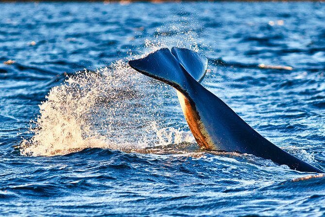 Whale safari with Puffins and Muffins (Andøy, Vesterålen) - What the 3.5-hour trip feels like