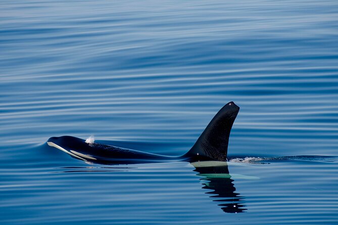 Whale safari with Puffins and Muffins (Andøy, Vesterålen) - Guides who keep the outing moving