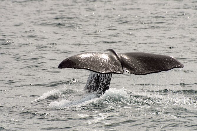 Whale safari with Puffins and Muffins (Andøy, Vesterålen) - Physical demands and comfort