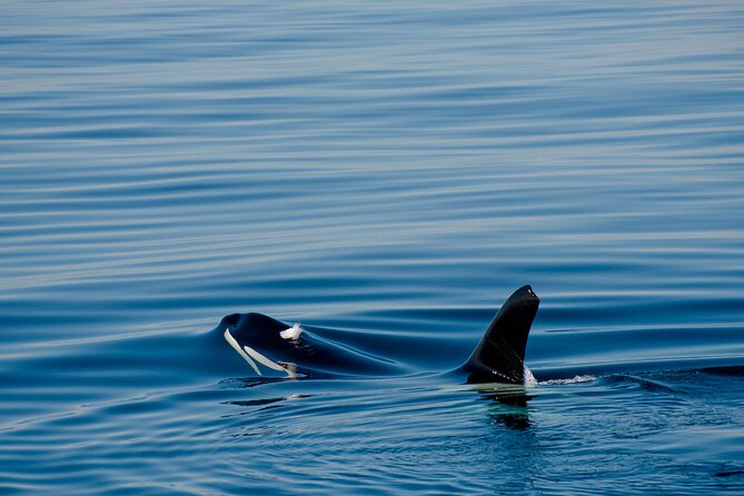 Whale safari with Puffins and Muffins (Andøy, Vesterålen) - Is $205.13 a fair price?
