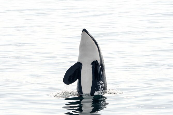 Whale safari with Puffins and Muffins (Andøy, Vesterålen) - Who will enjoy this most?