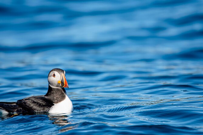 Whale safari with Puffins and Muffins (Andøy, Vesterålen) - Whales and puffins are possible, not promised