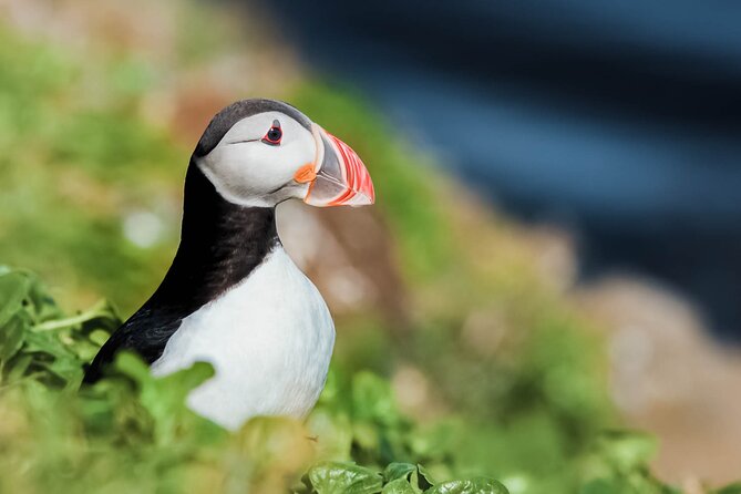 Whales and Puffins Tour from Husavik - Key points before you book
