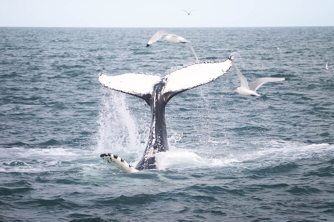 Whales and Puffins Tour from Husavik - The first stop, Puffin Island during breeding season