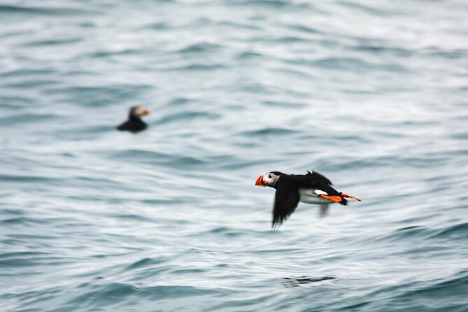 Whales and Puffins Tour from Husavik - What the sightings are really like