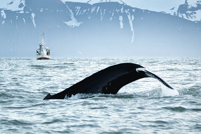 Whales and Puffins Tour from Husavik - The Húsavík meeting point and the Akureyri confusion