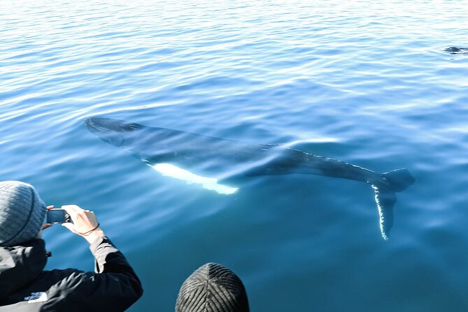 Whales and Puffins Tour from Husavik - Is $130 a fair price?