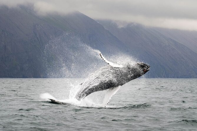 Whales and Puffins Tour from Husavik - Who will enjoy this cruise most?