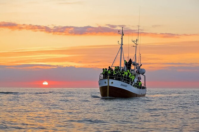 Whales and Puffins Tour from Husavik - Searching Skjálfandi Bay for whales and dolphins