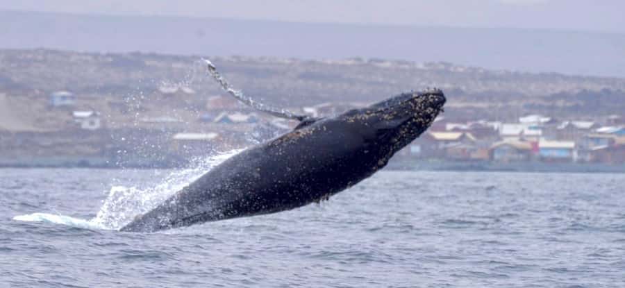 Whales & Humboldt Penguins: Chañaral or Damas island hiking - Key points to know before booking