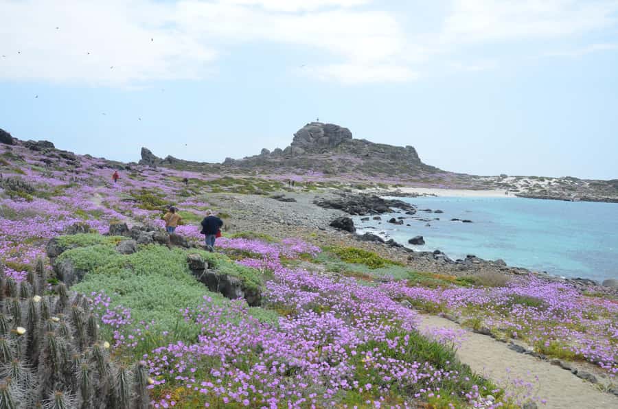 Whales & Humboldt Penguins: Chañaral or Damas island hiking - From La Serena into Chile’s Green North