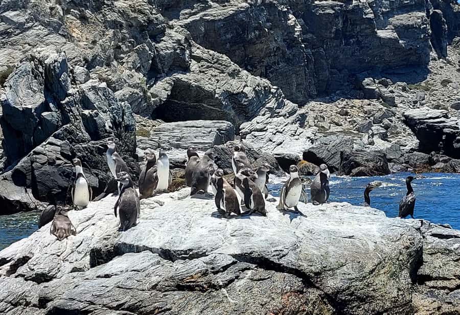 Whales & Humboldt Penguins: Chañaral or Damas island hiking - Juan Soldado bridge and Caleta Los Hornos