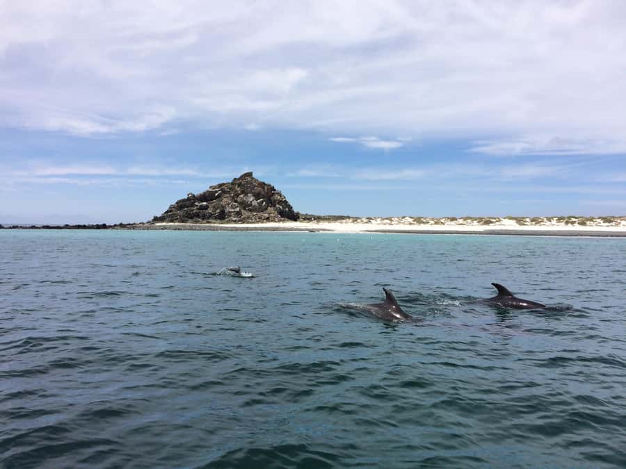 Whales & Humboldt Penguins: Chañaral or Damas island hiking - Lunch in Los Choros and the long ride home