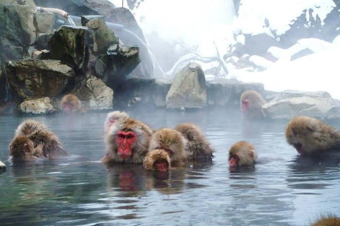 Wild Bird Sanctuary Forest Guided Tour in Nagano - How the guides handle language and mixed ages