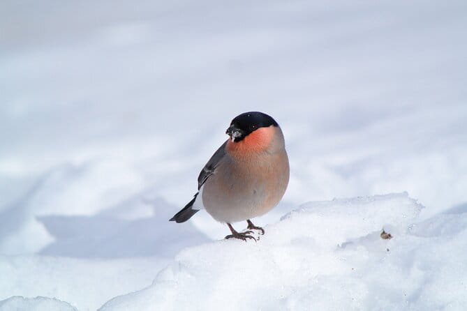Wild Bird Sanctuary Forest Guided Tour in Nagano - Rain, snow, and changing forest conditions
