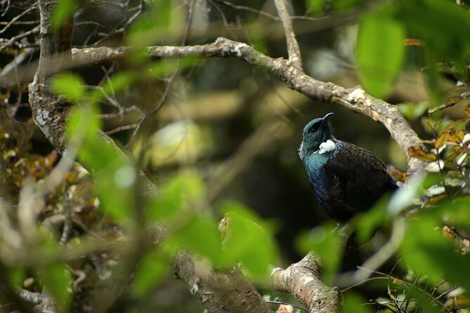 Wildlife and Penguin Tour - Why the hoiho matters on the Otago Peninsula