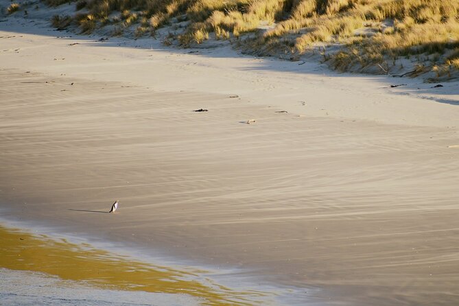 Wildlife and Penguin Tour - A short bus ride to the reserve